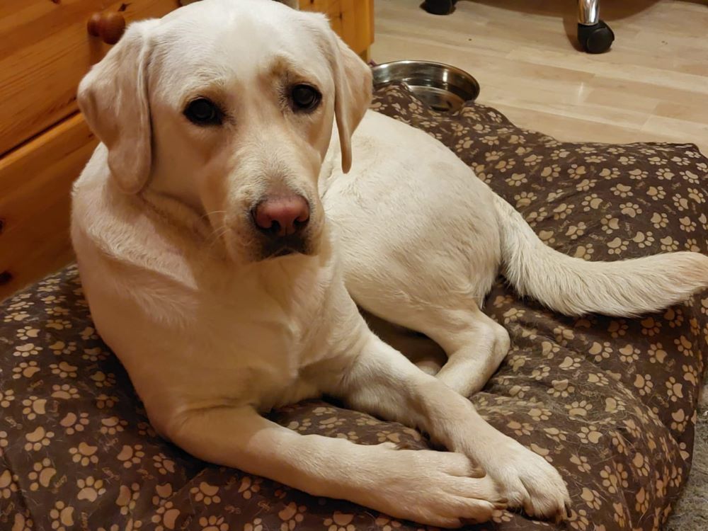Chovatelská stanice labradorů Polepy u Kolína
