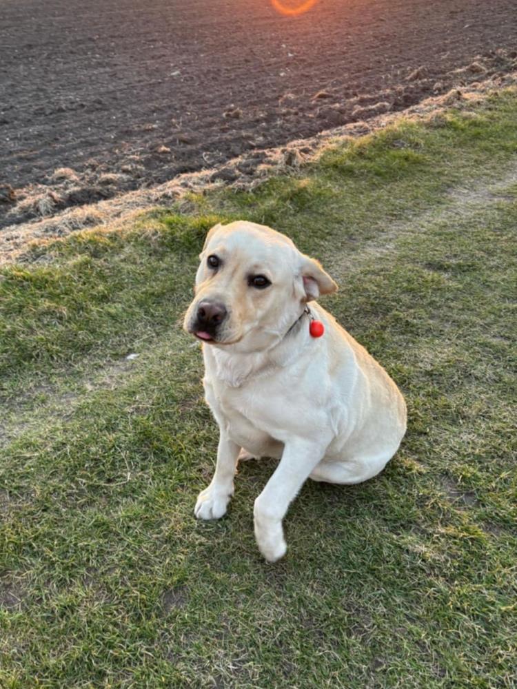 Chovatelská stanice labradorů Polepy u Kolína