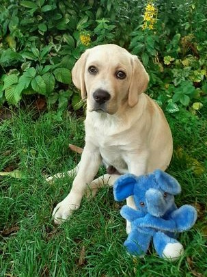 Chovatelská stanice labradorů Polepy u Kolína