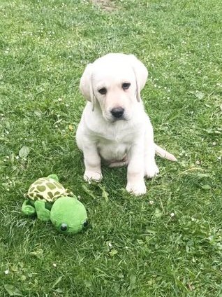 Chovatelská stanice labradorů Polepy u Kolína