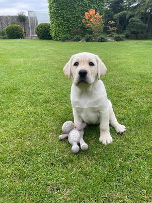 Chovatelská stanice labradorů Polepy u Kolína