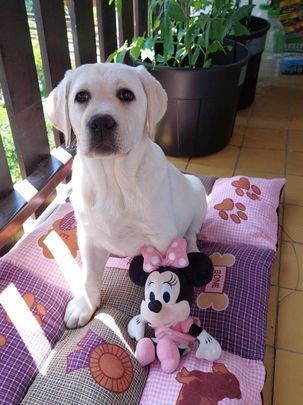 Chovatelská stanice labradorů Polepy u Kolína