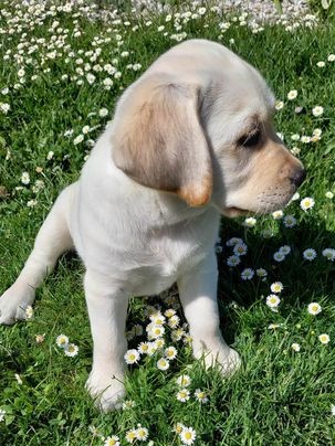 Chovatelská stanice labradorů Polepy u Kolína