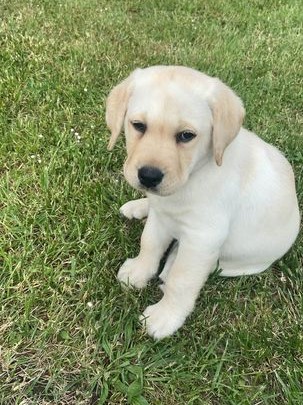 Chovatelská stanice labradorů Polepy u Kolína