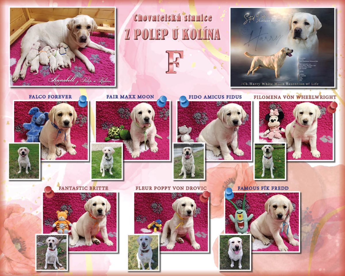 Štěnátka labradorských retrívrů